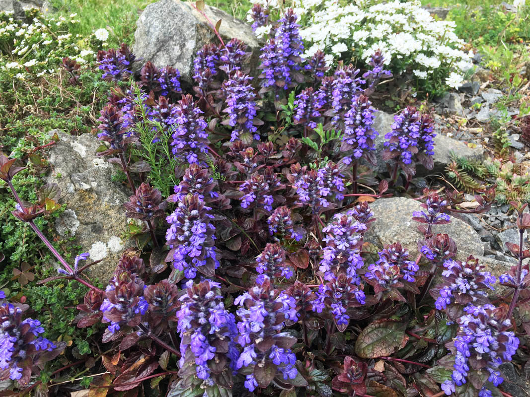 Ajuga reptans 'Atropurpurea'